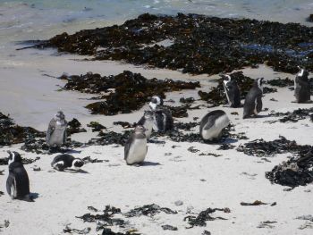 Pinguin-Kolonie bei Simon´s Town