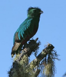 Ein heimischer Vogel