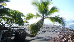 Blick aus dem Regenwald auf den Strand