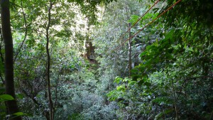 Dschungelseilbahn in Los Campesinos