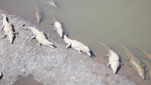 Woher der "Crocodile River" wohl seinen Namen hat...