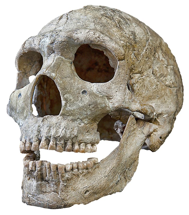 Entdeckung Neandertaler