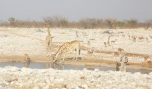 Giraffen am "Olifant"-Loch