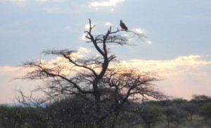 Raubvogel auf einem Baum