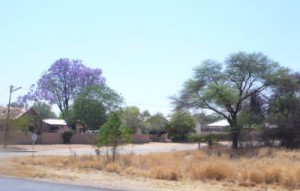 Blühende Bäume in Otjiwarongo