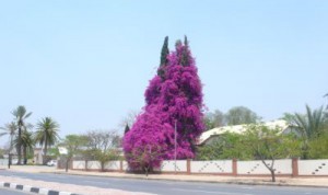 Blühender Baum in Otjiwarongo