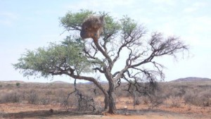 Ein Baum mit Webervogel-Nest