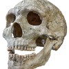 Schädel eines Neandertales